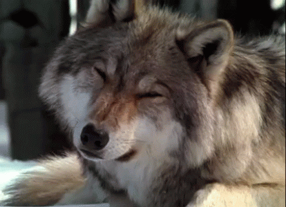 loup-mignon.gif