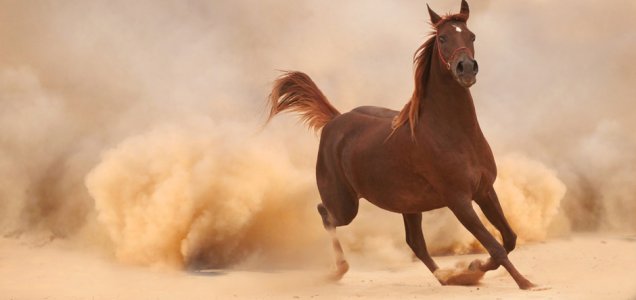 historique-cheval-maroc.jpg