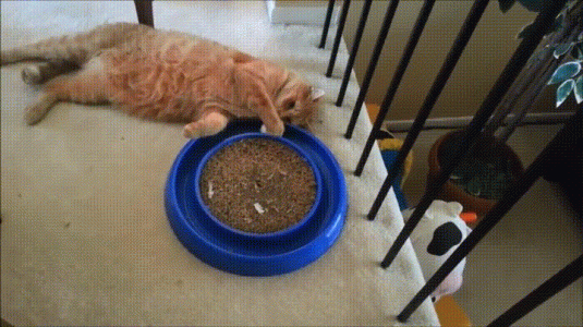 funny-cat-2020-8.gif