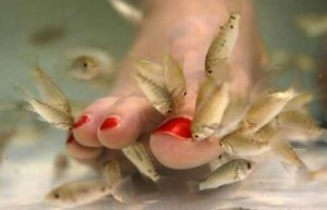 fish-pedicure.jpg