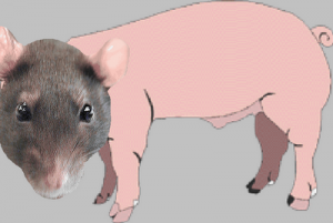 Rat-Porc.png