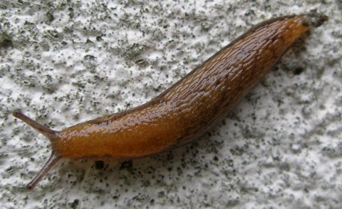 Brown_snail_closeup.jpg