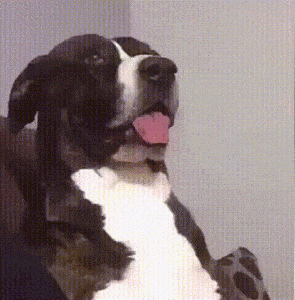 giphy (2).gif