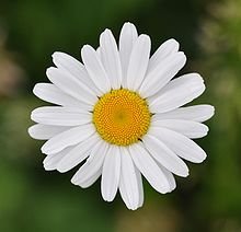 220px-Leucanthemum_vulgare_qtl1.jpg