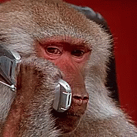 monkey-phone-call.gif