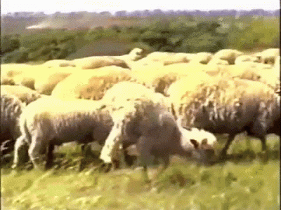 mouton-moutons.gif