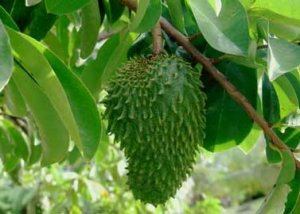 annona-muricata.jpg