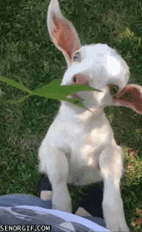 chevre.gif