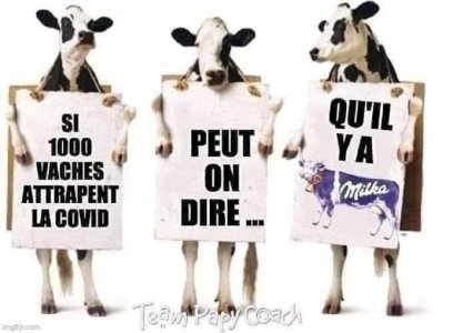 Si-1000-vaches-attrapent-le-Covid.jpg