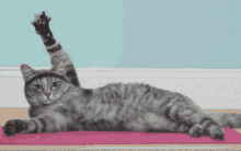 cat-yoga.gif