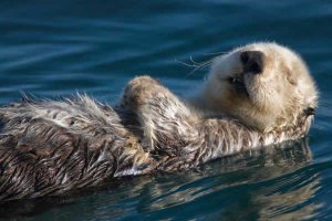 loutre-mer-100.jpg