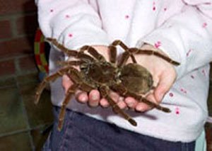 theraphosa-blondi-araignee-goliath.jpg