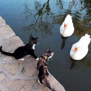 chats et canards.jpg