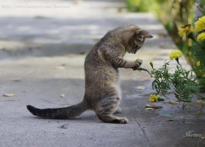 chat mignon.jpg