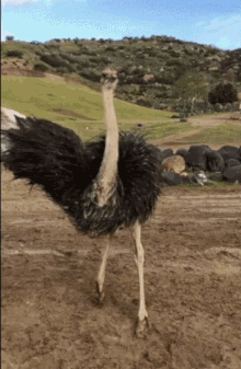 dance-ostrich.gif