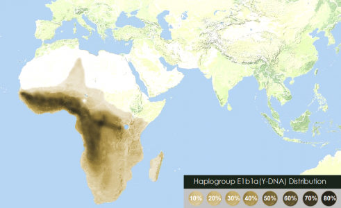 Haplogroup-Y-ADN-populations-négroïdes.png