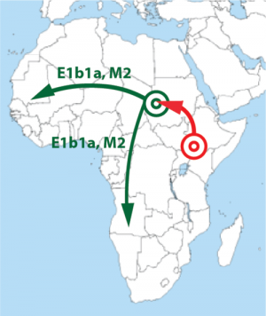 Séparation-des-proto-négroïdes-de-la-souche-éthiopienne.png