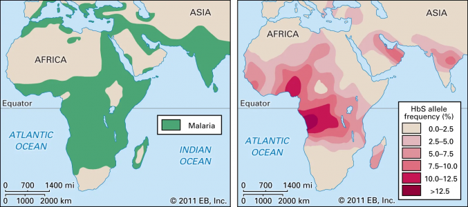 Distribution-de-l'allèleHbS-pour-la-drépanocytose.png