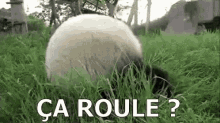 rolling-panda.gif