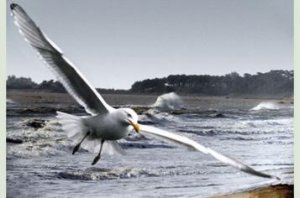 mouette (Gaviota).jpg