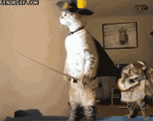 cats-puss-in-boots.gif