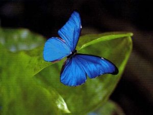 papillon-bleu.jpg