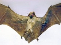 chauve souris.jpg