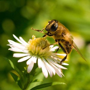 abeille-e-2.jpg