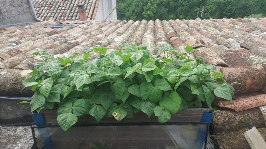 haricots vert en jardinière.jpeg