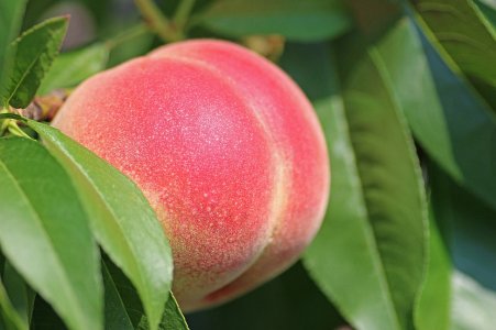 peach-2721852_1280.jpg