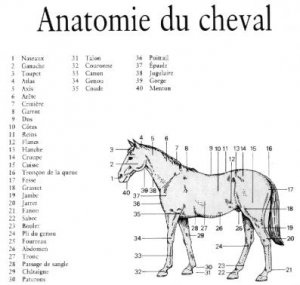 anatomie-du-cheval.jpg