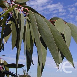 Eucalyptus-niphophila.jpg