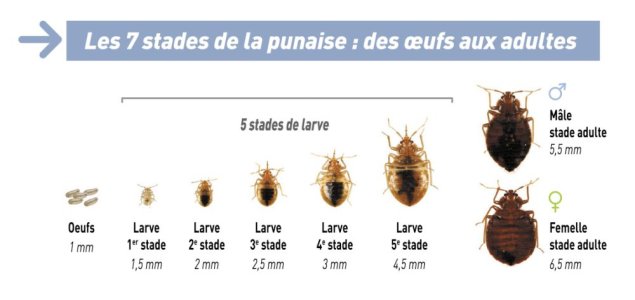 eco-flair-stades-developpement-punaises.jpg