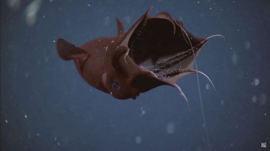 860_vampire-squid2.jpg