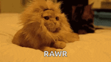 21_08_41_rawr-cat.gif