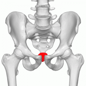 Coccyx_-_animation04.gif