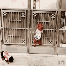 22_13_33_dogs-im-here.gif