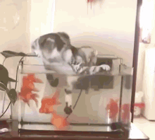 19_17_18_cat-aquarium-cat-fail.gif