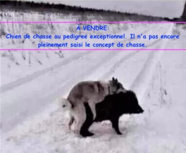 Chien de Chasse.jpg