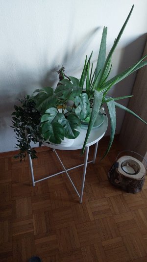 plantes.jpg