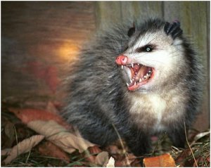 possum.jpg