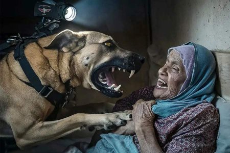 palestenienne-attaquee-par-un-chien-compressed.jpg