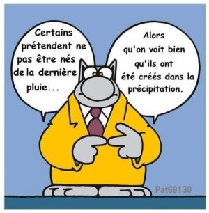 le chat précipitation .jpg