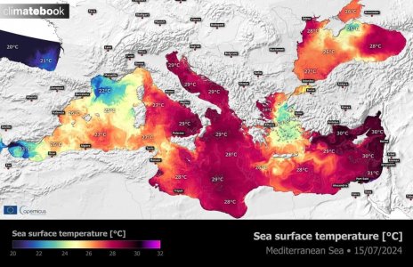 sea temp juillet 2024.jpg