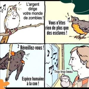 oiseaux anti cap.jpg