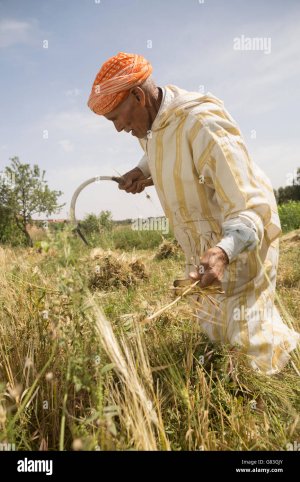 un-fermier-moissonne-le-ble-dans-le-perimetre-en-douraine-chichaoua-prov-maroc-g83gjy.jpg