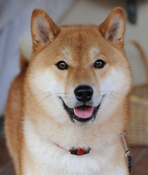 330px-Shiba_inu_taiki.jpg