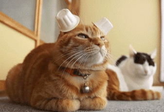 gif-chat-chapeau-oreilles.gif