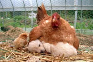 hen_on_puppy.jpg