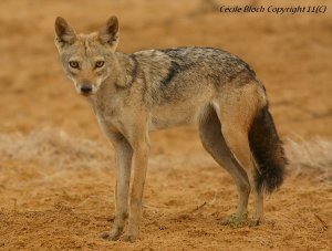 phenotype-caracteristique-du-chacal-dore-africain-canis-aureus.jpg